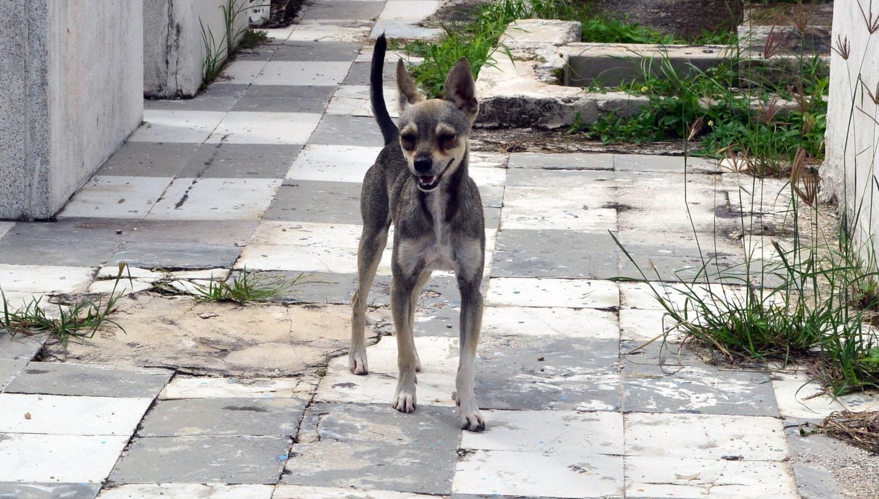 Se busca aumentar los años de cárcel por maltrato animal en Campeche