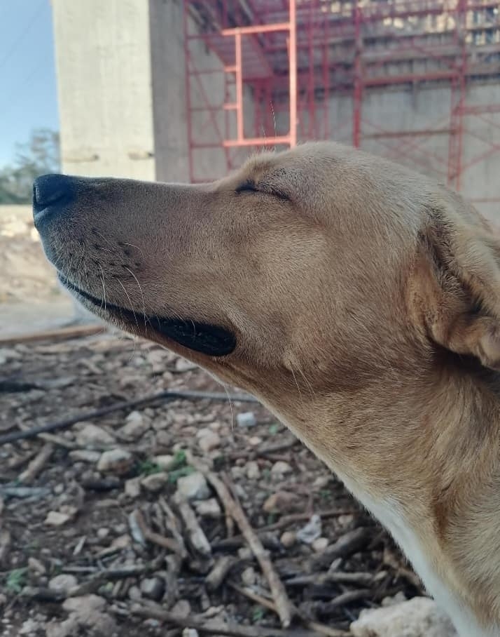 Lula fue adoptada por los trabajadores del Tren Maya en Yucatán