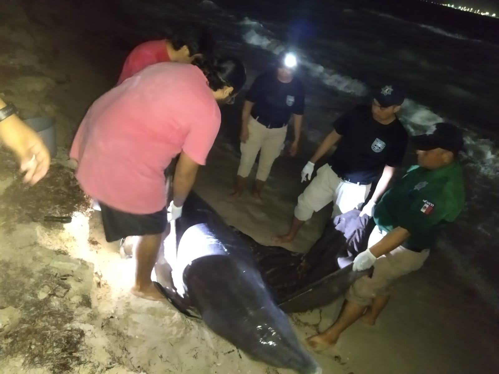 El delfín fue auxiliado por diversas personas y autoridades en Progreso