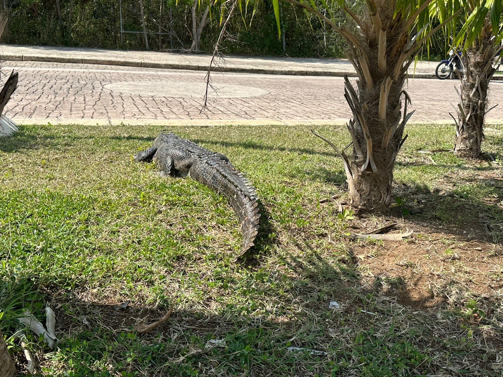 Cocodrilo se pasea en el malecón Tajamar en Cancún
