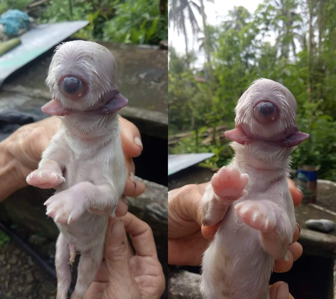 Nace perrito con un solo ojo: Reviven en redes el extraño suceso