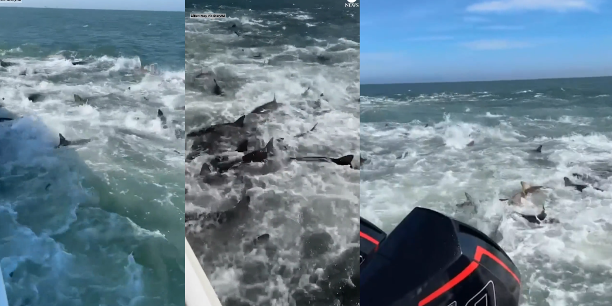 Tiburones por todos lados. Foto: Especial