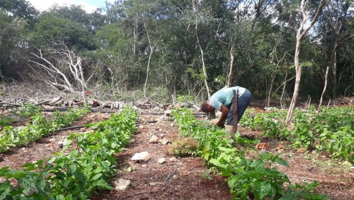 El maíz es el principal producto que busca cultivarse en Campeche El maíz es el principal producto que busca cultivarse en Campeche