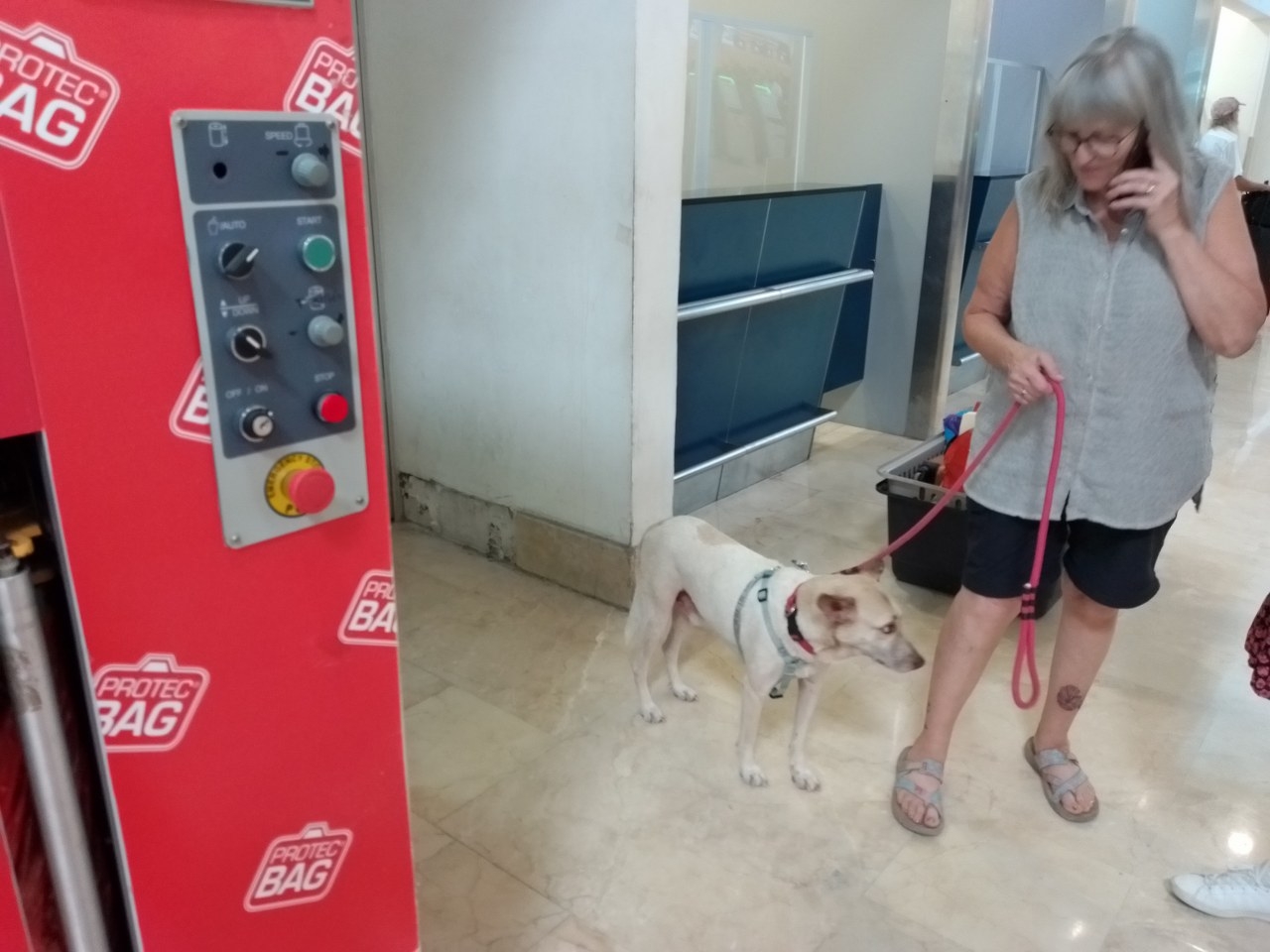 Un perrito mestizo de cinco años de edad viajó ayer viernes desde esta ciudad hasta Montreal, Canadá