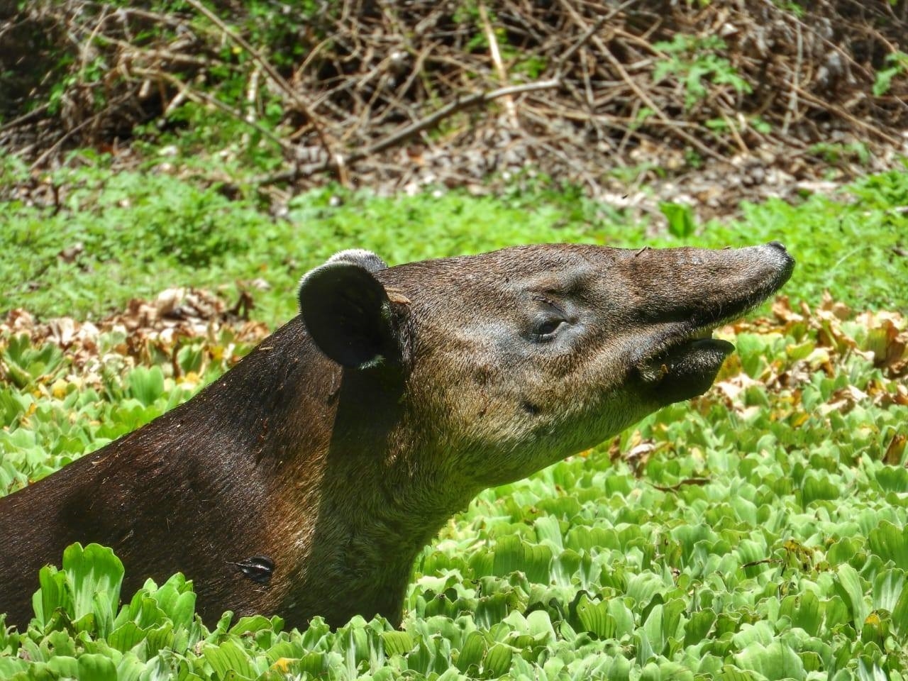 En Balamkí y Balamkú ha iniciado la instalación de bebederos artificiales para la fauna en Campeche