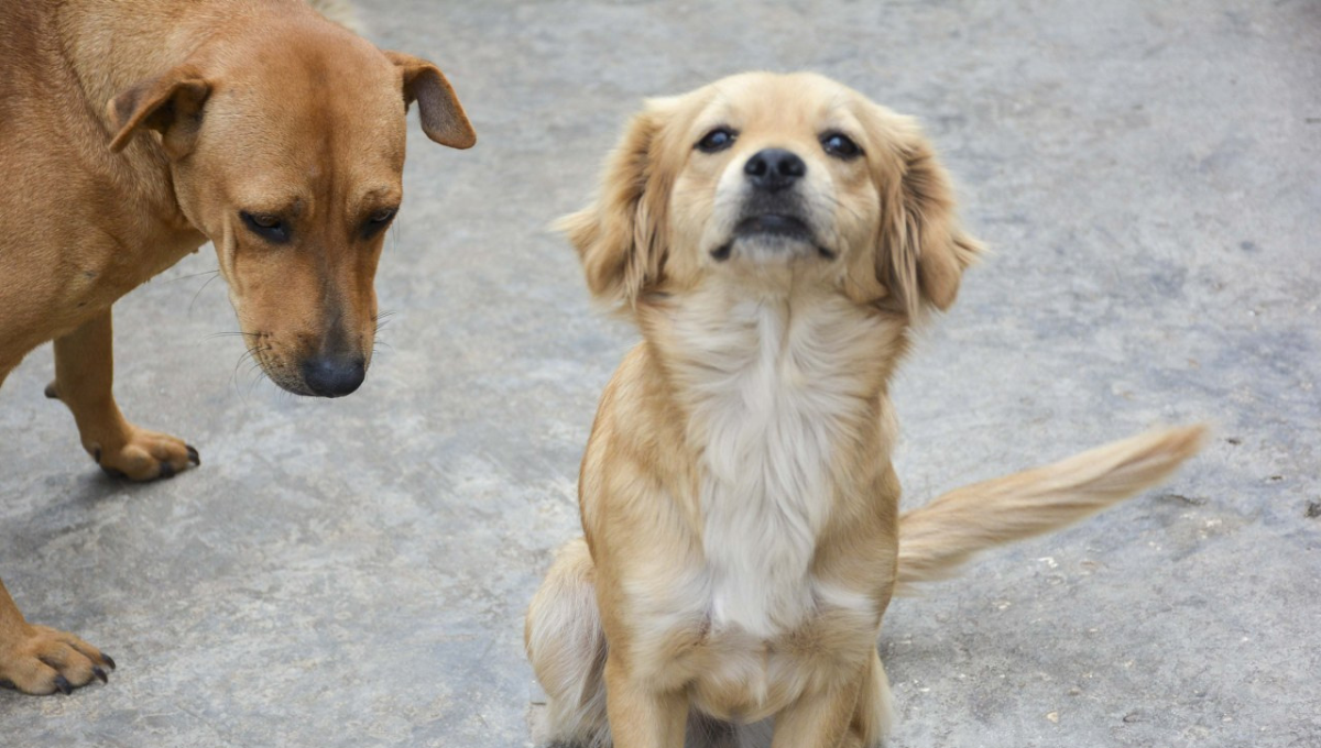 Asociaciones animalistas y sociedad en general se muestran en desacuerdo por este registro