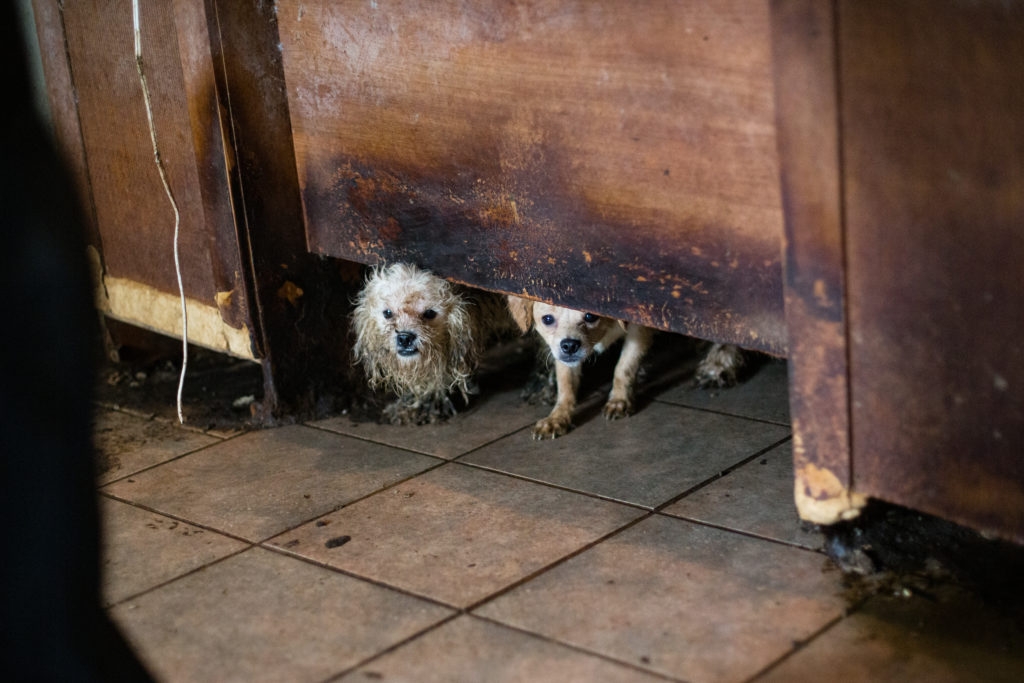 Localizan 50 cadáveres de perros en una vivienda de Ciudad Juárez