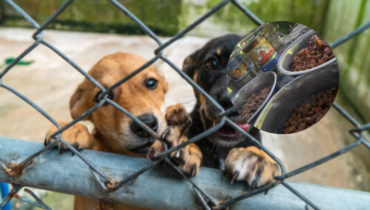 Al menos 4 perros y 4 gatos murieron envenenados Al menos 4 perros y 4 gatos murieron envenenados