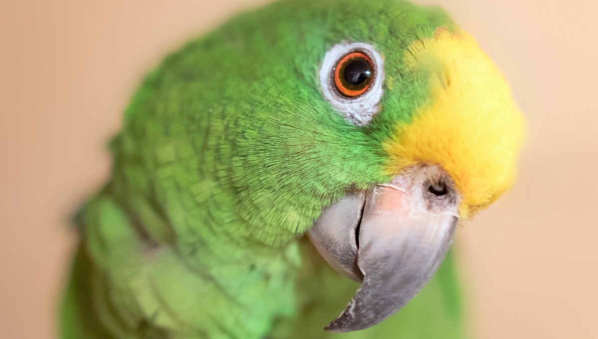 El loro hace muchas preguntas a su dueño. Foto: Especial El loro hace muchas preguntas a su dueño. Foto: Especial