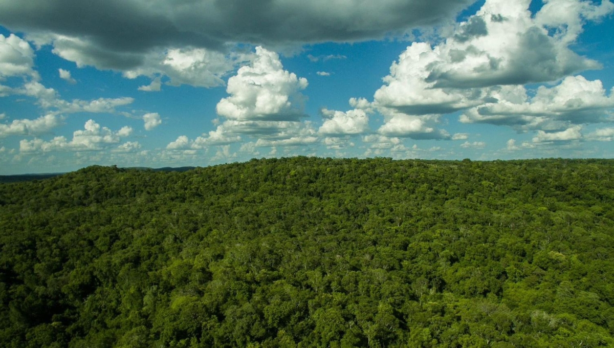 En Campeche, 40 por ciento de la superficie está “bajo un estatus de preservación y conservación