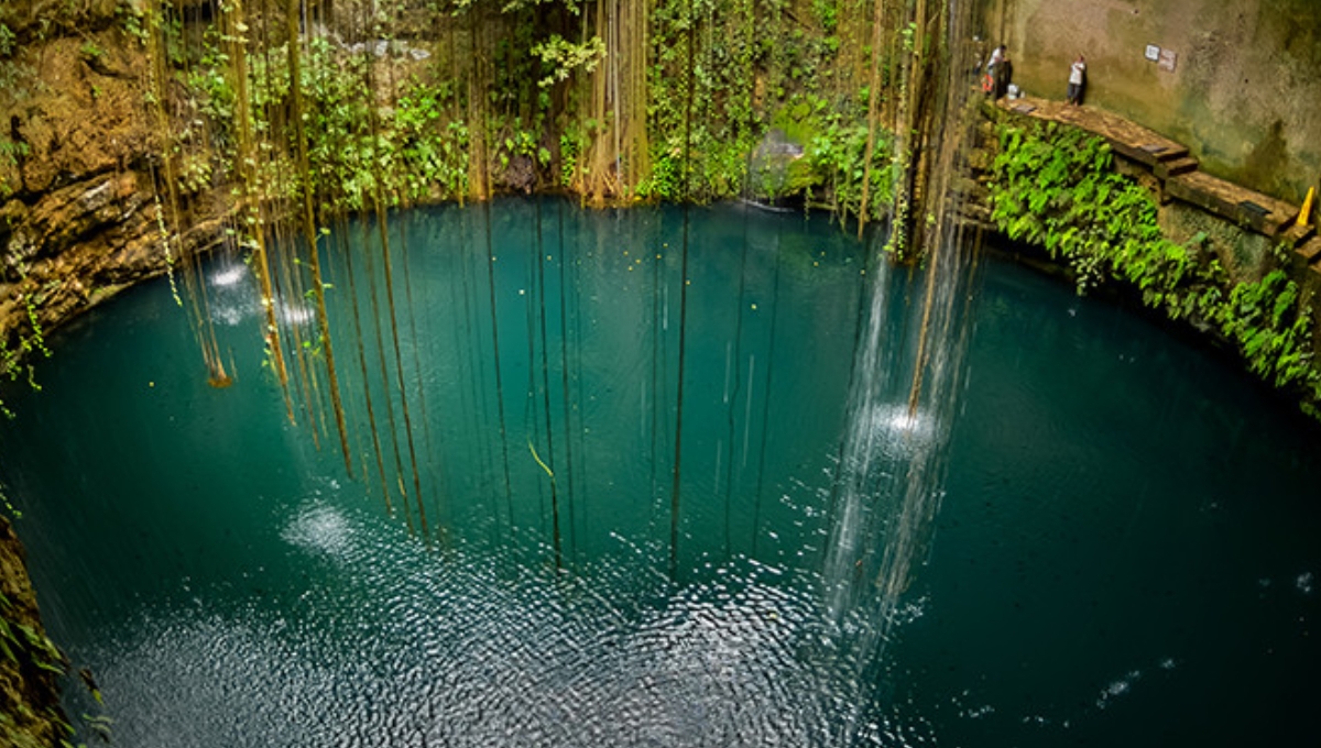 ¿Qué bichos hay en los cenotes de Yucatán?
