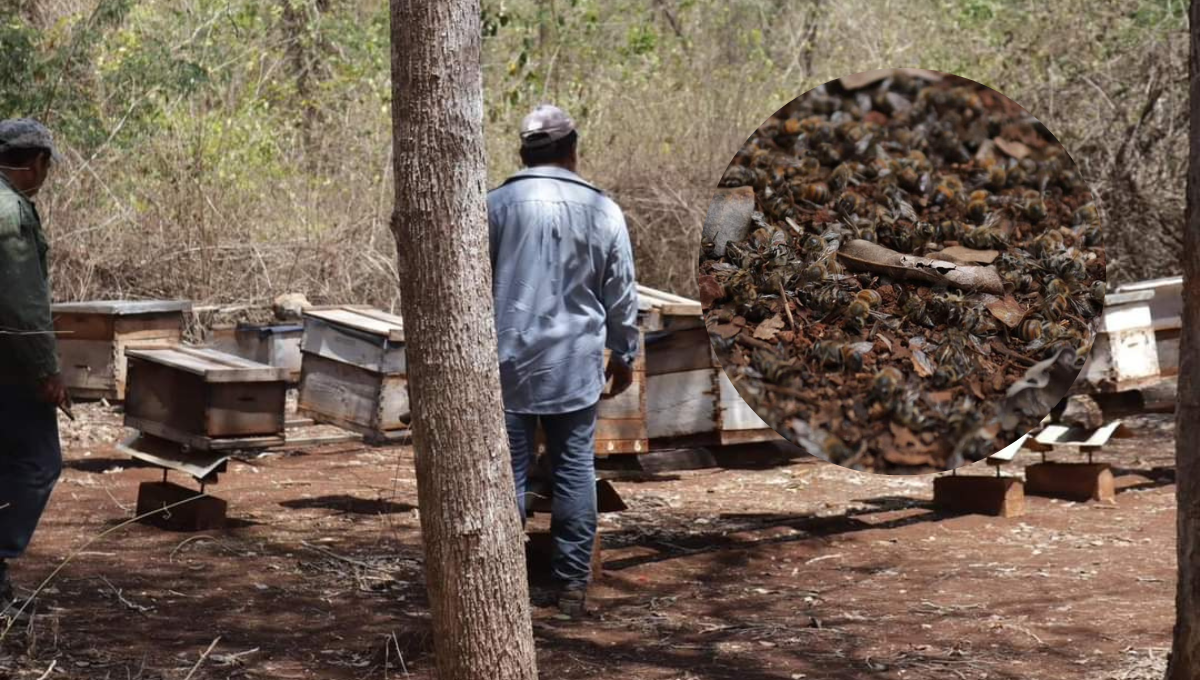 la muerte de las abejas se debe al uso intensivo de herbicidas, fungicidas, plaguicidas y fertilizantes agroquímicos.