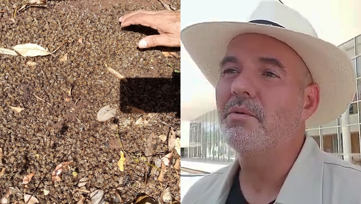 Glifosato está afectando también a la población en la zona de los Chenes Glifosato está afectando también a la población en la zona de los Chenes