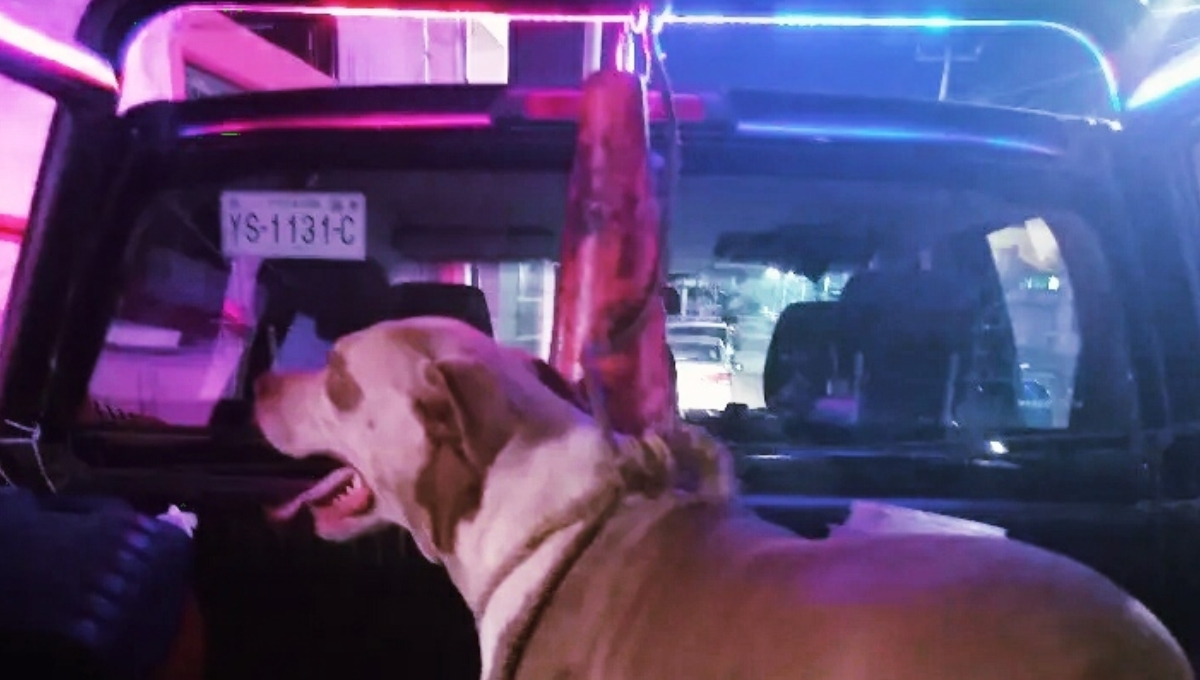 Vecinos mencionaron que probablemente el animalito estaba agresivo por estar lejos de su hogar