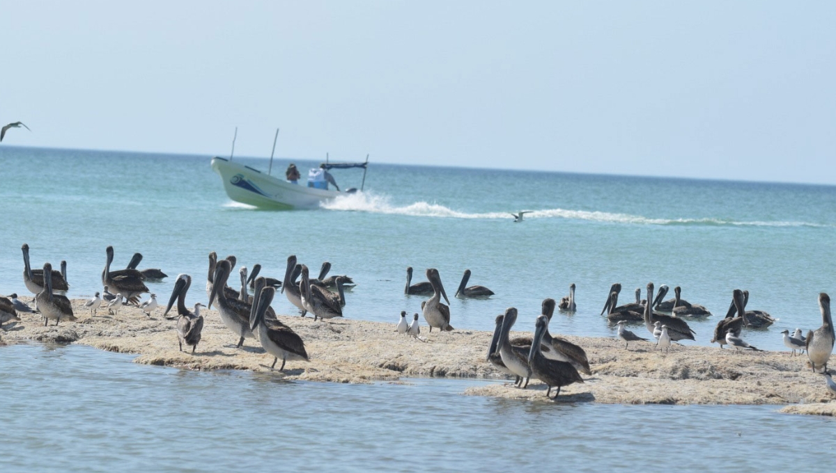 El Palmar “es una zona de amortiguamiento de diversos fenómenos naturales” que esta en riesgo, advirtió una científica de la UNAM