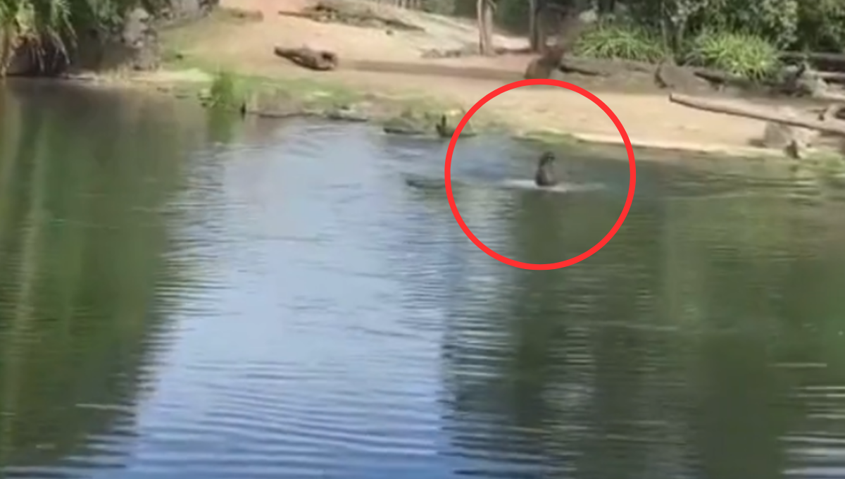 Los hechos ocurrieron en un estanque de un Zoológico. Foto: Especial