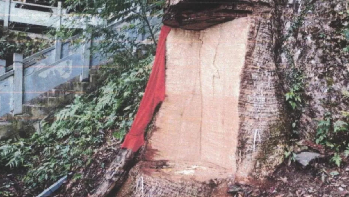 Así luce el árbol sagrado que fue afectado. Foto: Especial