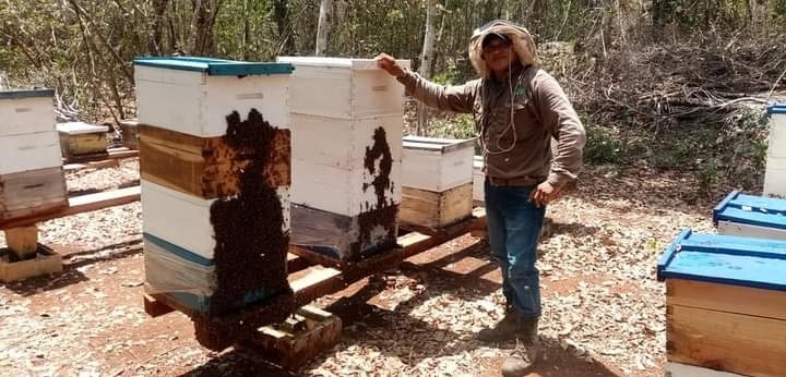 Los apicultores exigen la intervención de las autoridades ante las afectaciones