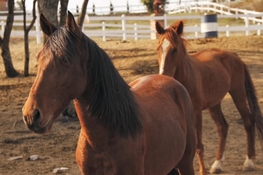 Los caballos se encontraban hacinados en un fraccionamiento de Tonalá