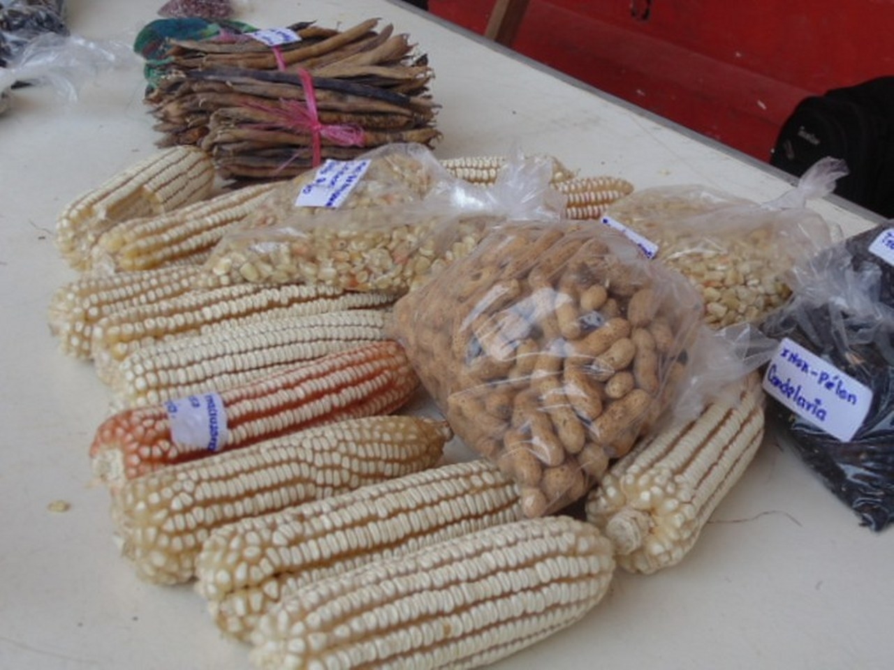 Ante la escasez de la especie de elote, los productores deben conformarse con el híbrido Ante la escasez de la especie de elote, los productores deben conformarse con el híbrido