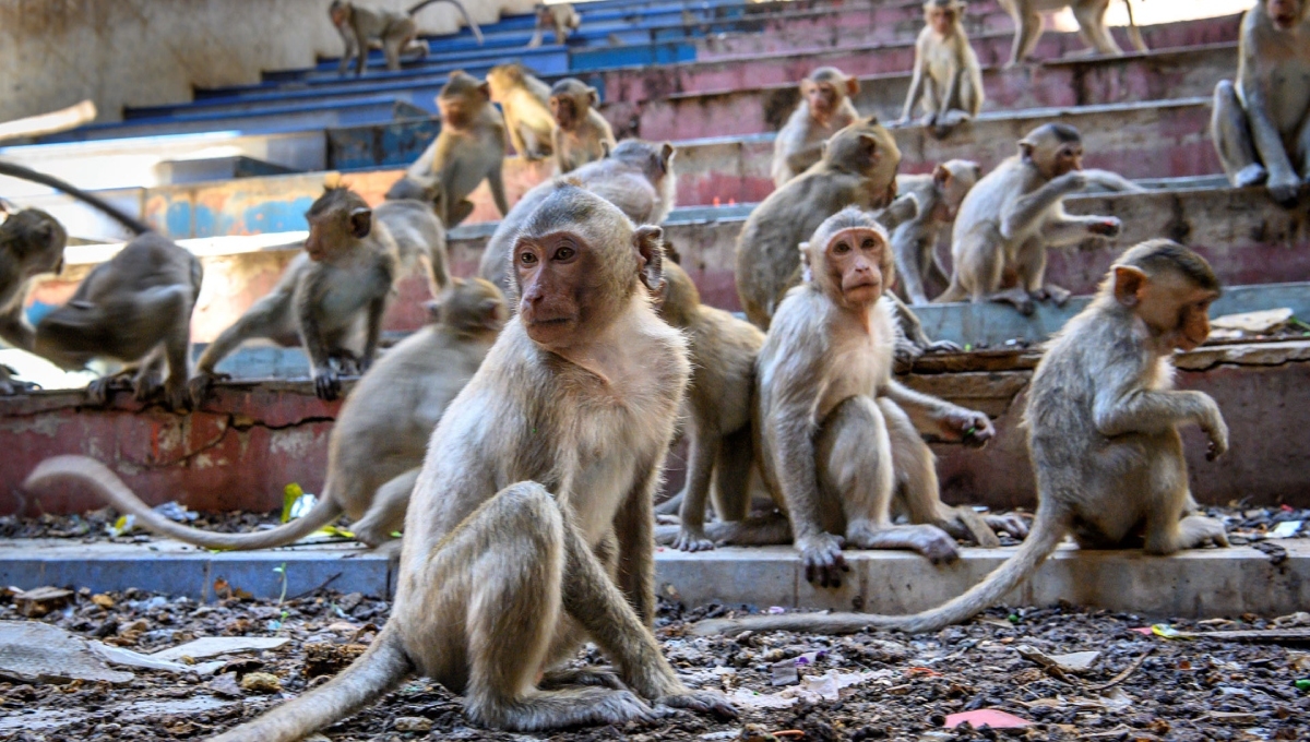 Pandilla de monos asesina a una menor en la India