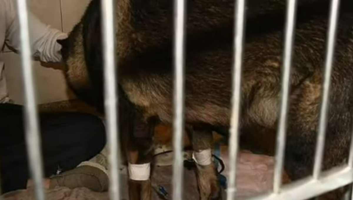 El perro está recuperándose satisfactoriamente. Foto: Especial El perro está recuperándose satisfactoriamente. Foto: Especial