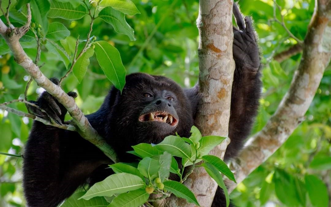 Habitantes creyeron que el peculiar sonido era emitido por un jaguar Habitantes creyeron que el peculiar sonido era emitido por un jaguar