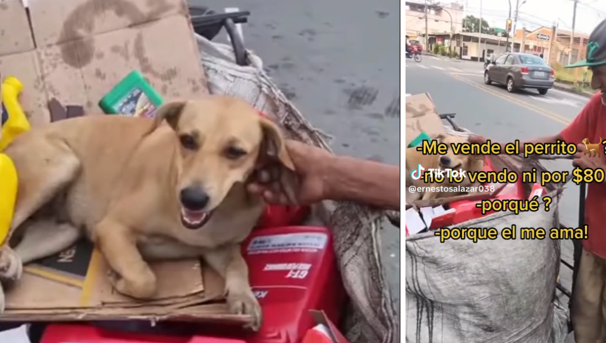 La perrita llamada Muñeca brava acompaña al hombre en su labor diaria La perrita llamada Muñeca brava acompaña al hombre en su labor diaria
