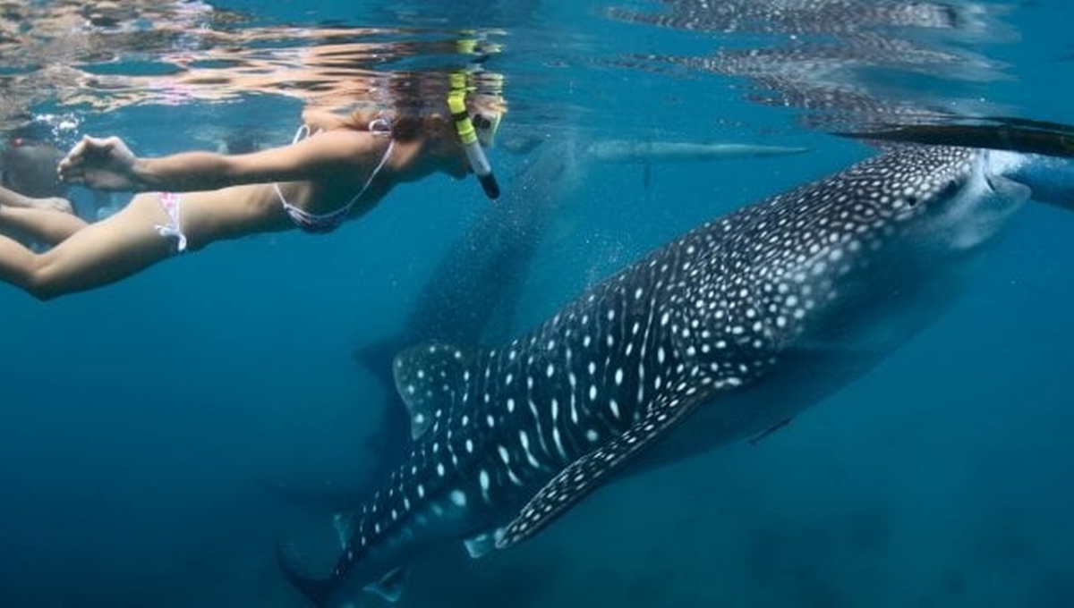 El avistamiento y nado con tiburón ballena tendrá una capacidad de carga diaria de hasta mil 200 personas al día El avistamiento y nado con tiburón ballena tendrá una capacidad de carga diaria de hasta mil 200 personas al día