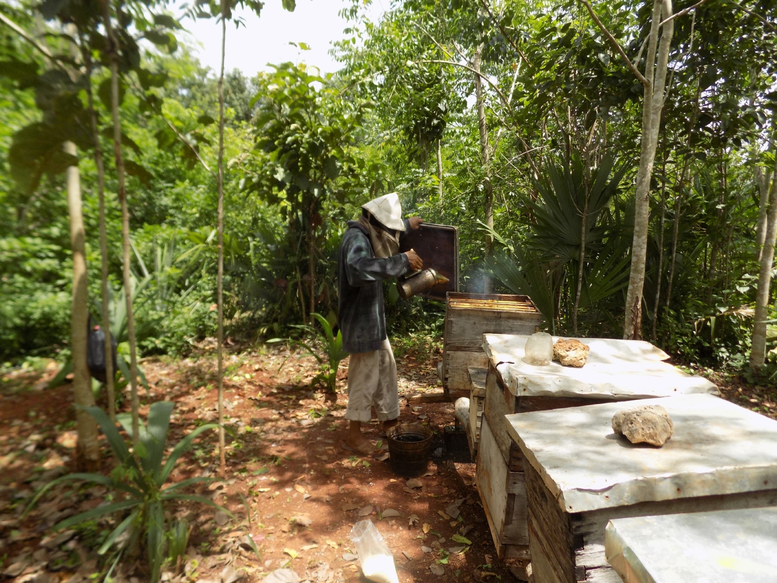 Temporada de calor 'azota' a apicultores de Yucatán; empeora los problemas de producción