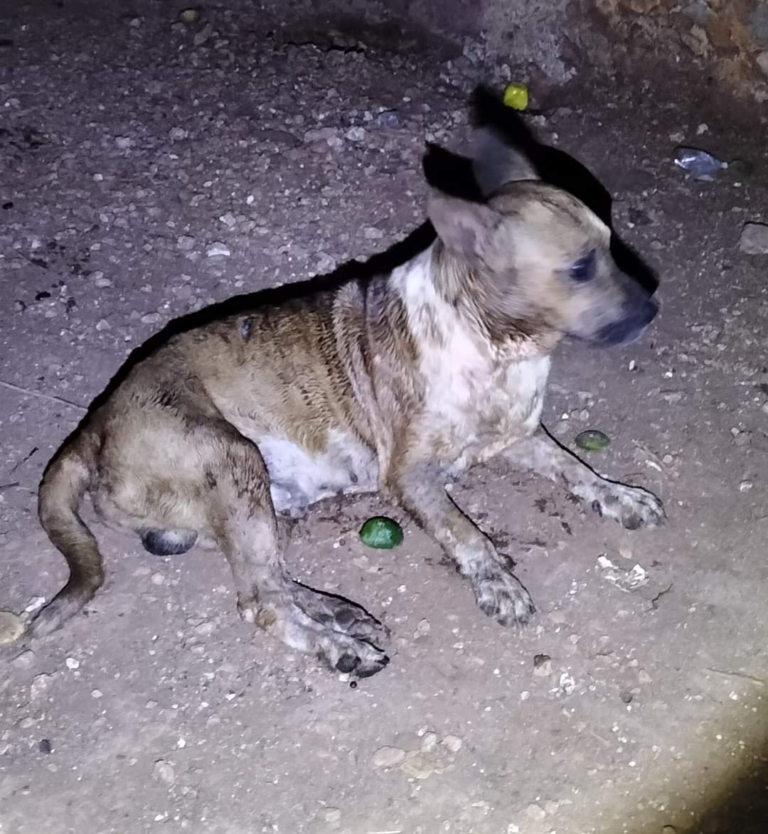 Un can mestizo atacó a un hombre y a su pitbull Un can mestizo atacó a un hombre y a su pitbull