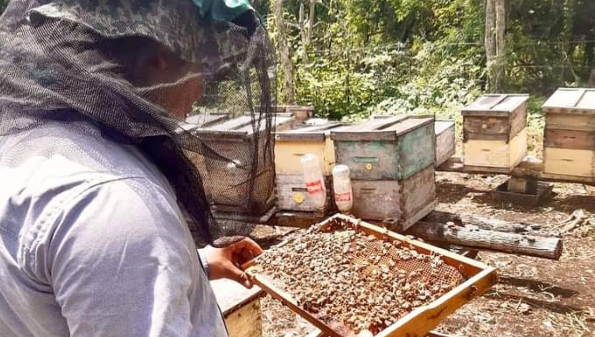El líder de apicultores aseguró que los apiarios no son movibles y han permanecido en el mismo lugar