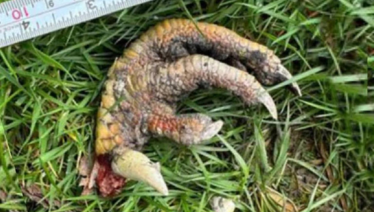 Mujer encuentra en su patio una garra que parece ser de un dinosaurio Mujer encuentra en su patio una garra que parece ser de un dinosaurio