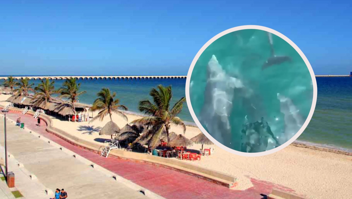 Los delfines y ballenas suelen verse a con más frecuencia durante el verano