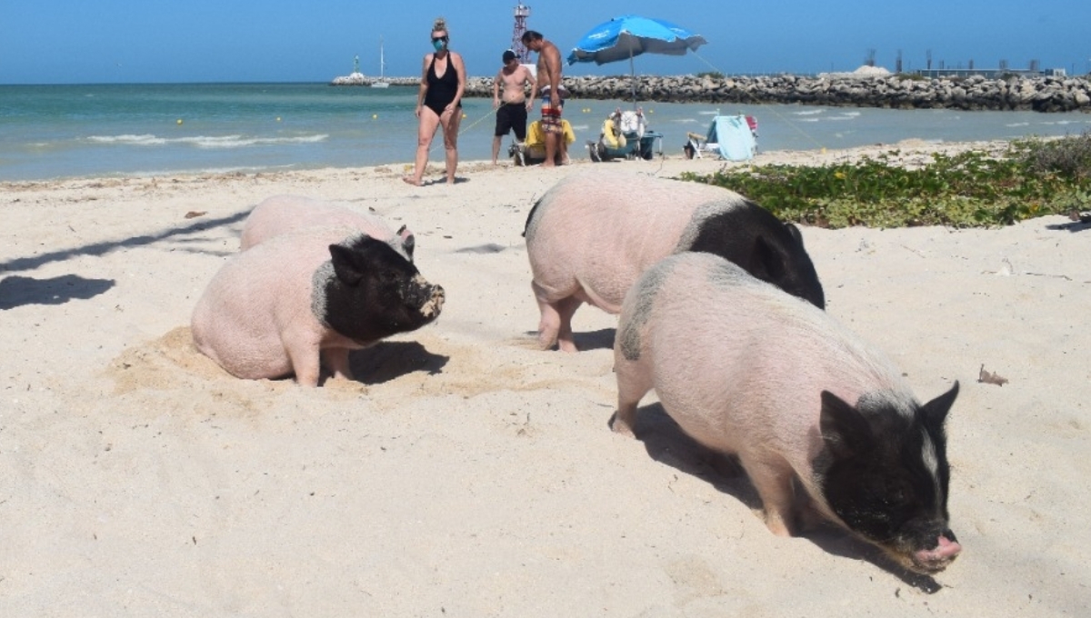 Pig Beach era muy visitada por turistas en Yucatán