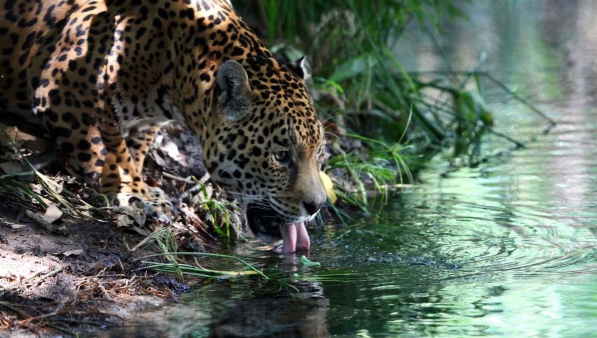 En Campeche otra Área Natural Protegida de suma importancia es la Laguna de Términos