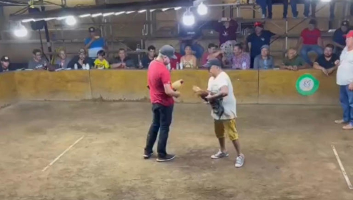 Gallo de pelea ataca a su dueño en pleno palenque