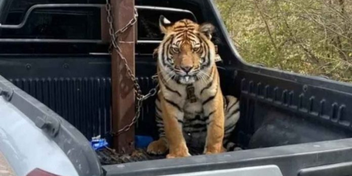 El tigre fue abandonado tras el enfrentamiento