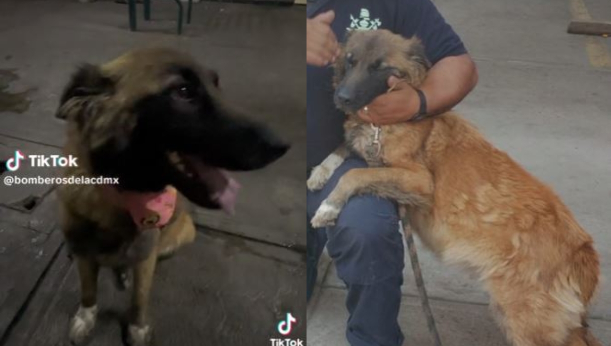 Bomberos de la CDMX adoptan a perrita embarazada tras su rescate en Xochimilco: VIDEO