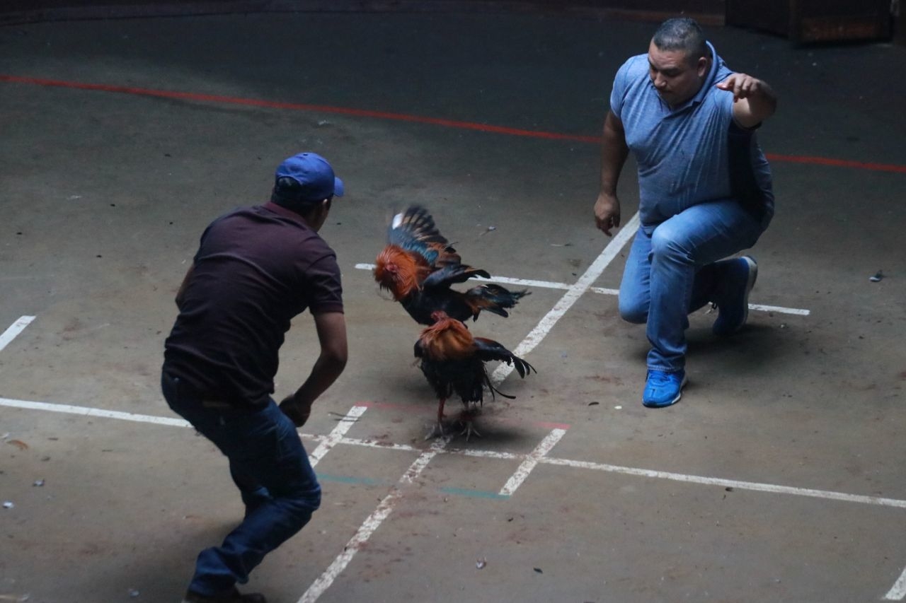 Bastó un picotazo para provocar una hemorragia al hombre
