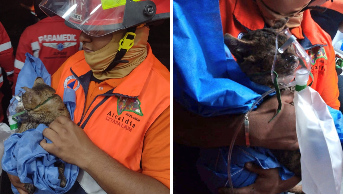 El gatito estará bajo los cuidados de la alcaldía Iztapalapa