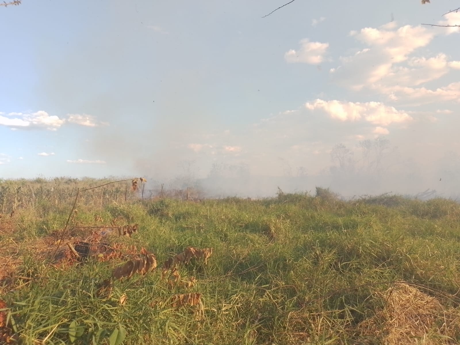 El incendio consumió varios campos de maiz y terrenos El incendio consumió varios campos de maiz y terrenos