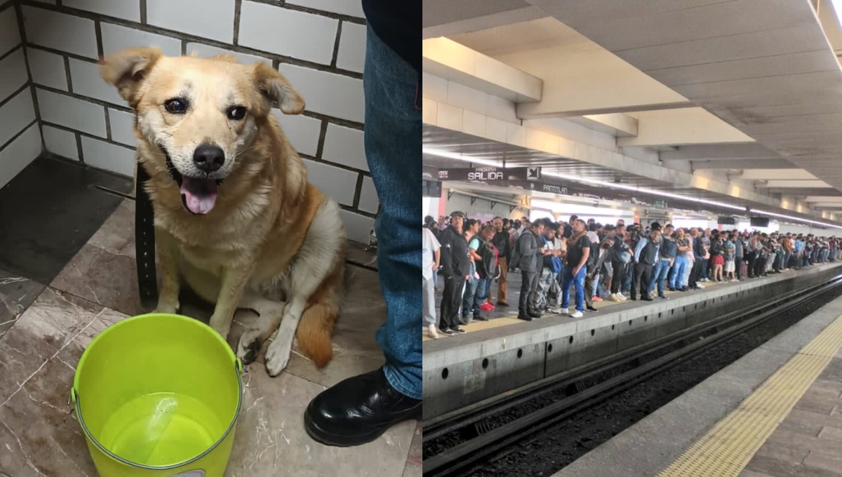 Perrita en riesgo de morir en el Metro de la CDMX regresa con su familia