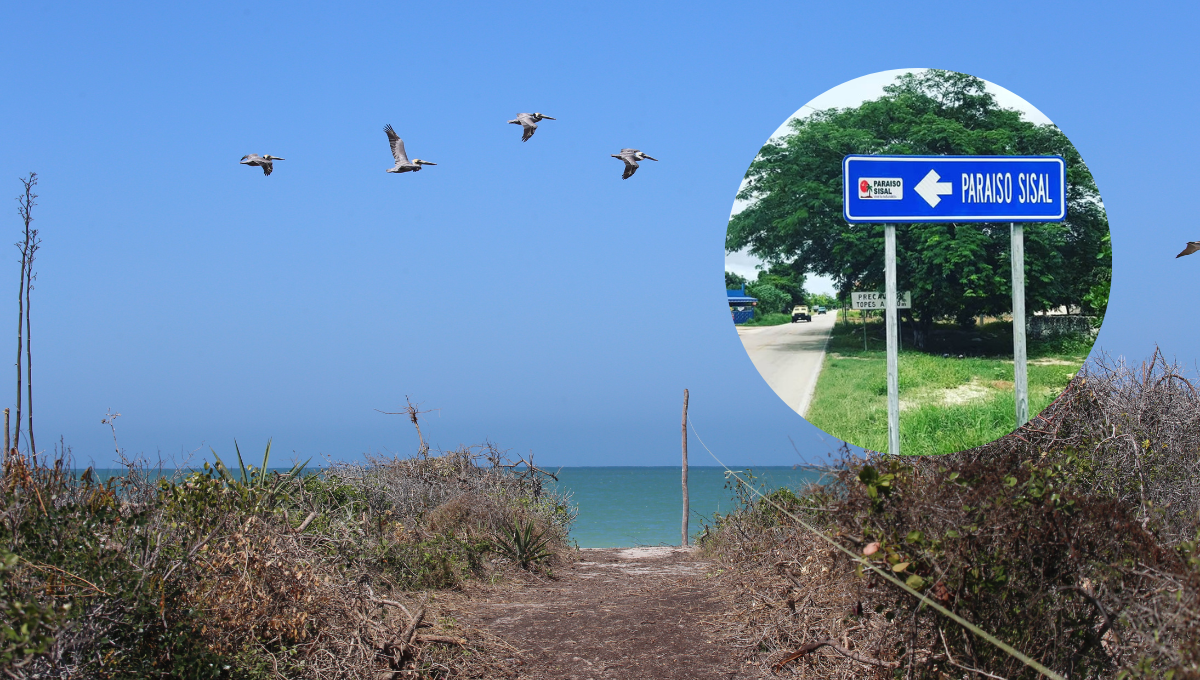 572 especies de fauna son amenazadas por la erosión causada en Paraíso Sisal 572 especies de fauna son amenazadas por la erosión causada en Paraíso Sisal