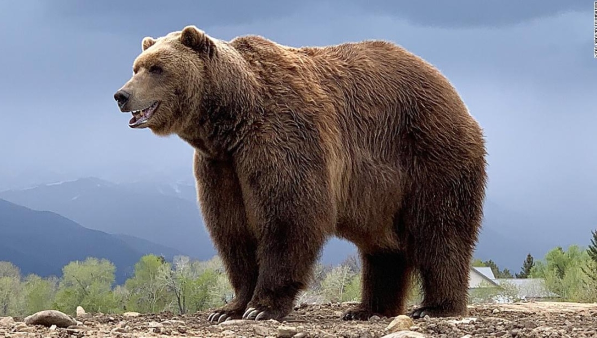 Oso mata a una joven que practicaba senderismo y su familia pide venganza