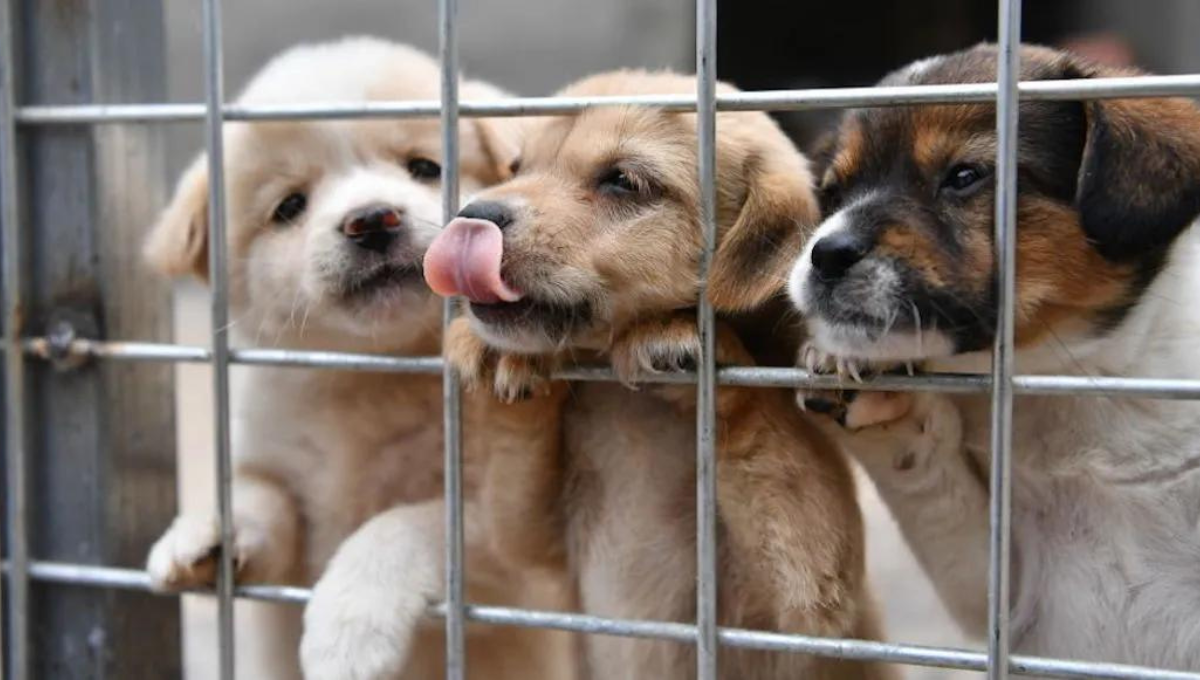 Prohíben venta de perros y gatos en Nuevo León; habrá multas de 1 millón de pesos
