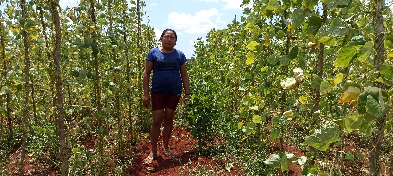 Las campesinas se encuentran en la fase de elaboración de un fertilizante orgánico.