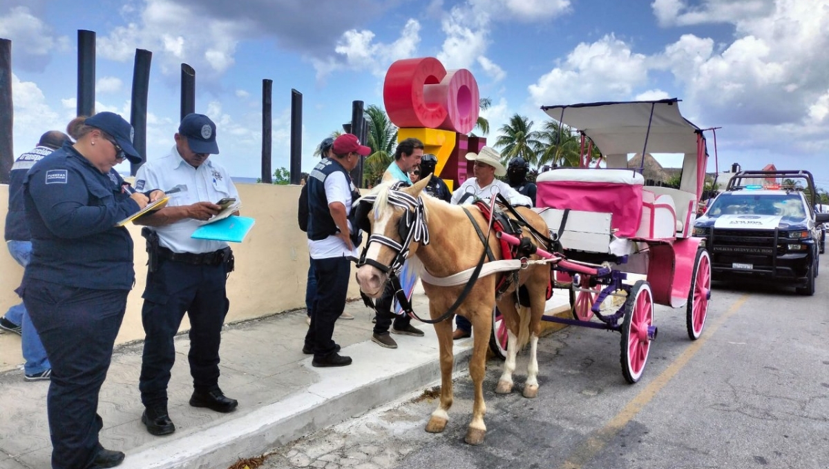 Operativo termina con la detención de dos calesas con caballos y una calesa eléctrica