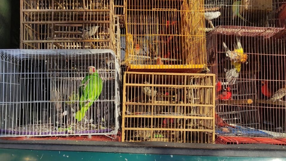 En la estación Indios Verdes del Metro CDMX, autoridades detuvieron a un hombre que transportaba aves en cautiverio