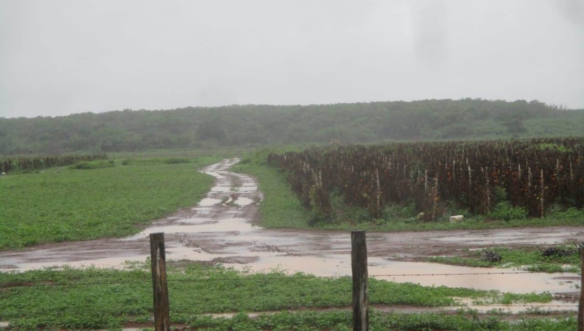Los campesinos afirman que Ya pasó casi un mes y los insumos no llegan Los campesinos afirman que Ya pasó casi un mes y los insumos no llegan